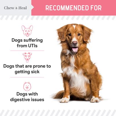 Show full view: Chew + Heal Urinary + Kidney Tincture Supplement for Dogs, 2-fl oz bottle slide 8 of 10