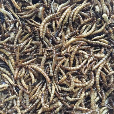 Show full view: Flock Fest Whole-Dried Mealworms Chicken Treat, 3.5-oz bag slide 5 of 6