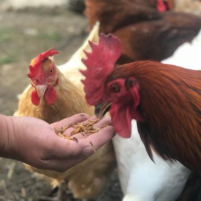 Show full view: Flock Fest Whole-Dried Mealworms Chicken Treat, 3.5-oz bag slide 4 of 6