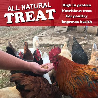 Show full view: Flock Fest Whole-Dried Minnows Poultry Treat, 10-oz bag slide 6 of 6