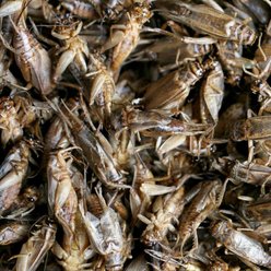 Fickle Fowl Dried Whole Crickets Poultry Treat, 20-oz bag slide 2 of 6