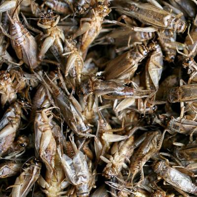 Show full view: Fickle Fowl Dried Whole Crickets Poultry Treat, 20-oz bag slide 5 of 6