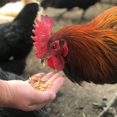 Show full view: Flock Fest Whole-Dried Mealworms Chicken Treat, 30-oz bag slide 4 of 6