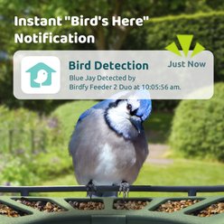 Birdfy Smart Bird Feeder 2 with Camera Duo AI Lifetime Free, Green slide 2 of 8