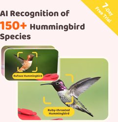 Birdfy Humming Bird Feeder with Camera Motion Detection, Red slide 2 of 8