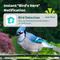 Show in main carousel: Birdfy Feeder 2 Smart Bird Feeder with Camera AI Recognition, Green slide 2 of 8