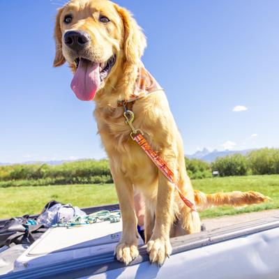 Show full view: Wingo Outdoors Bernie Reflective Dog Bandana, Baja Bars, 11.5 x 13.5 inches slide 6 of 6