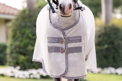 Amigo Bug Rug Plus Pony Fly Sheet, Silver with Titanium Grey & Silver, 60-in slide 2 of 6