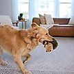 Show in main carousel: Outward Hound HedgehogZ Squeaky Plush Dog Toy, Large slide 5 of 10
