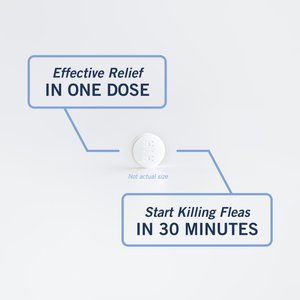 PetArmor CapAction Flea Tablets for Cats, 6 Tablets