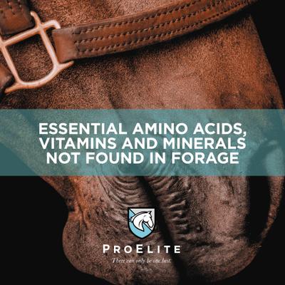 Show full view: ProElite Elements Powder Horse Vitamin, 4-lb pail slide 2 of 9
