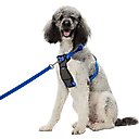 Frisco Padded No Pull Dog Harness, Blue, L- Girth 26 to 40-in