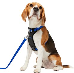 Frisco Padded No Pull Dog Harness, Blue, M- Girth 22 to 34-in