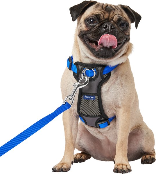 FRISCO Padded No Pull Dog Harness, Blue, S- Girth16 to 22-in