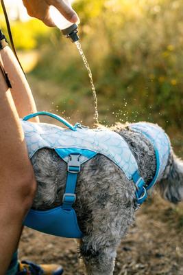 Show full view: Ruffwear Swamp Cooler Dog Neck Gaiter, Biolumin Blue, Small slide 2 of 5
