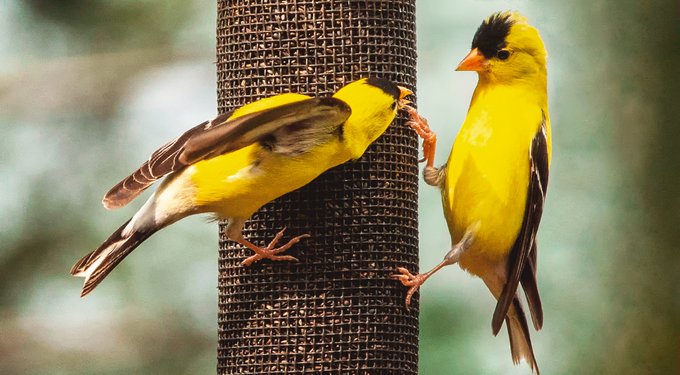 Kaytee Songbird Wild Bird Food
