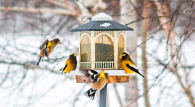 Kaytee Songbird Wild Bird Food