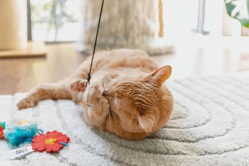 Show full view: Quirky Kitty Tropical Tabby Retractable Wand Cat Toy, 3 count slide 5 of 6