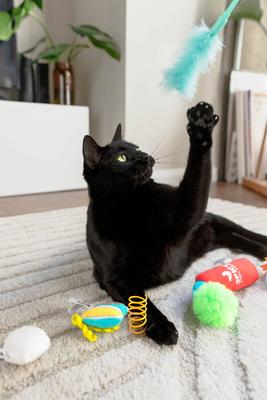 Show full view: Quirky Kitty Send Noods Plush Cat Toy, 14 count slide 6 of 6