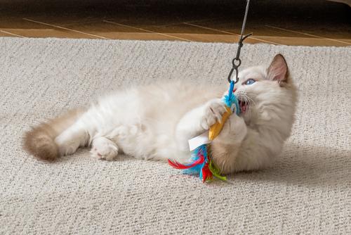 Show full view: Quirky Kitty Tropical Toucan Retractable Wand Cat Toy slide 3 of 6