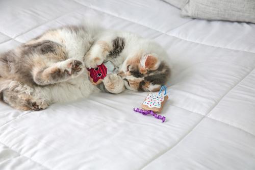 Show full view: Quirky Kitty Flingin' Purr Tarts Plush Launcher Cat Toy, 2 count slide 3 of 6