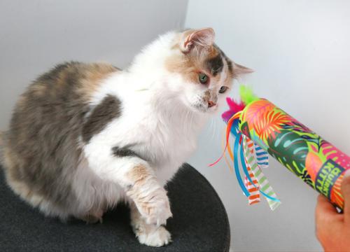 Show full view: Quirky Kitty Peek & Pounce Wand Cat Toy slide 3 of 5