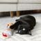 Show in main carousel: Quirky Kitty Deli Delight Kicker Cat Toy slide 2 of 5