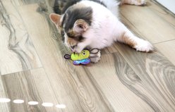 Mad Cat Slingshot Critters Butterfly Plush Cat Toy with Catnip slide 2 of 5