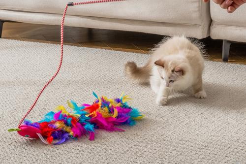 Show full view: Quirky Kitty Sassy Strawpurry Super Feather Wand Cat Toy slide 3 of 5