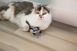 Mad Cat Slingshot Critters Raccoon Plush Cat Toy with Catnip slide 2 of 6