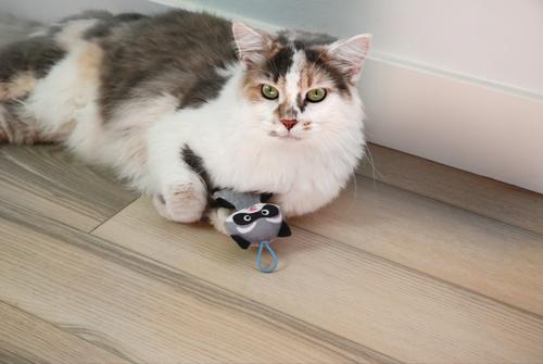 Show full view: Mad Cat Slingshot Critters Raccoon Plush Cat Toy with Catnip slide 6 of 7