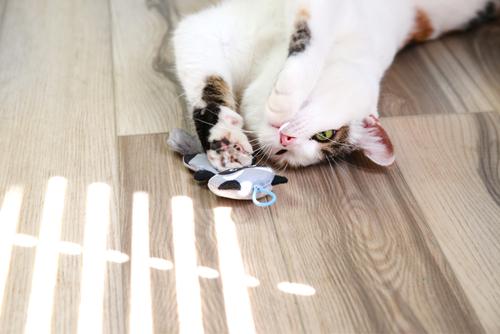 Show full view: Mad Cat Slingshot Critters Raccoon Plush Cat Toy with Catnip slide 4 of 7