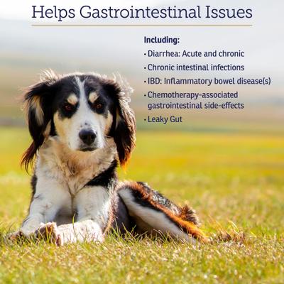 Show full view: Rx Vitamins Nutrigest Capsules Digestive Supplement for Cats & Dogs, 90 count slide 5 of 7