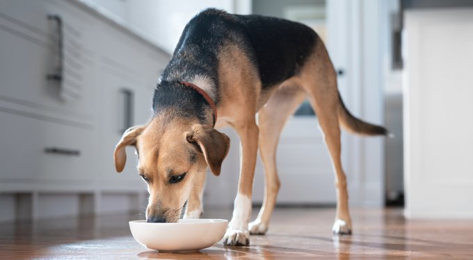 Hill's Prescription Diet i/d Digestive Care Low Fat Chicken Flavor Dry Dog Food