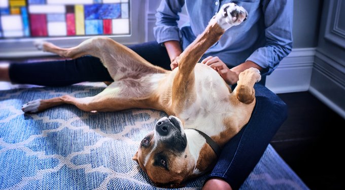 Hill's Prescription Diet i/d Digestive Care Low Fat Chicken Flavor Dry Dog Food