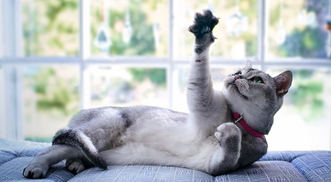 Hill's Prescription Diet i/d Digestive Care with Chicken Dry Cat Food
