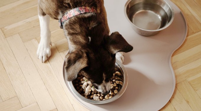 Hill's Science Diet Senior Adult 7+ Chicken & Barley Entree Canned Dog Food