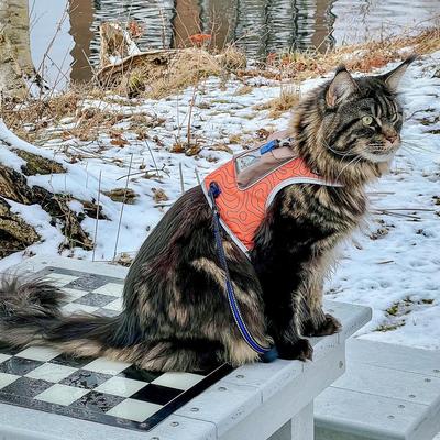 Show full view: Travel Cat The Pathfinder Reflective Cat Harness with GPS Tracker Pocket, Orange Sunset, Small: 14 to 16-in chest slide 7 of 10