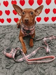 Sassy Woof Pawberry Dog Adjustable Harness, Pink, XX-Large: 25 to 37-in chest slide 2 of 5
