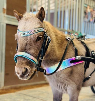 Show full view: Star Point Horsemanship Miniature Horse Bridle & Reins Set, Rainbow Glitter slide 3 of 6
