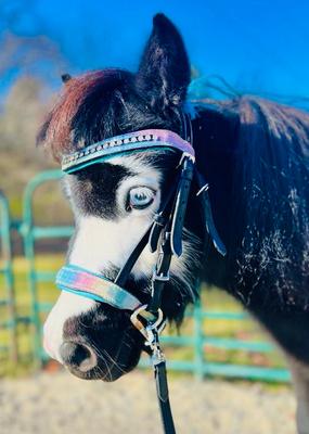 Show full view: Star Point Horsemanship Miniature Horse Bridle & Reins Set, Rainbow Glitter slide 4 of 6
