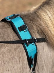 Star Point Horsemanship Miniature Horse-Pony Groundwork Training Surcingle & Reins Set, Teal