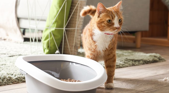 Hill's Prescription Diet c/d Multicare Urinary Care with Chicken Dry Cat Food
