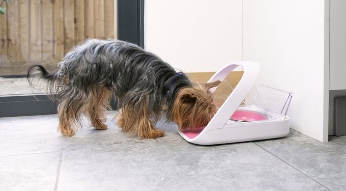 SureFeed Microchip Small Dog & Cat Feeder