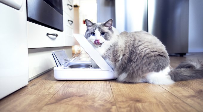 SureFeed Microchip Small Dog & Cat Feeder