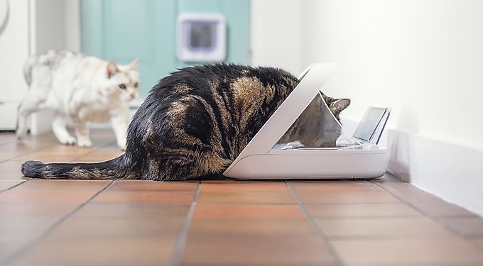 SureFeed Microchip Small Dog & Cat Feeder