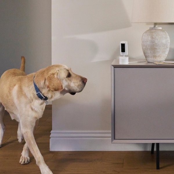 Show full view: Ring Pan-Tilt Indoor WiFi Pet Camera, Black slide 4 of 9
