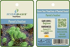 HydrOasis Parrots Feather Plant Bunched Reg Fish Plant, 3 count slide 2 of 4
