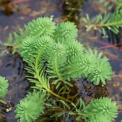 HydrOasis Parrot's Feather Plant Bunched Live Pond Plant