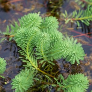 HydrOasis Parrot's Feather Surface Live Pond Plant, 3 count